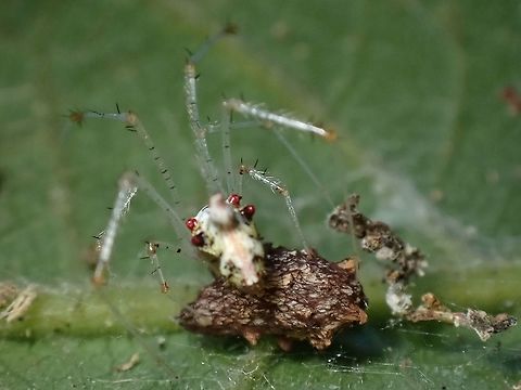 Red Pimples! There's 4 red spots on the back of abdomen of this spider, 2 on each side. Cobweb Spider,Malaysia,Meotipa thalerorum,Penang,Spider