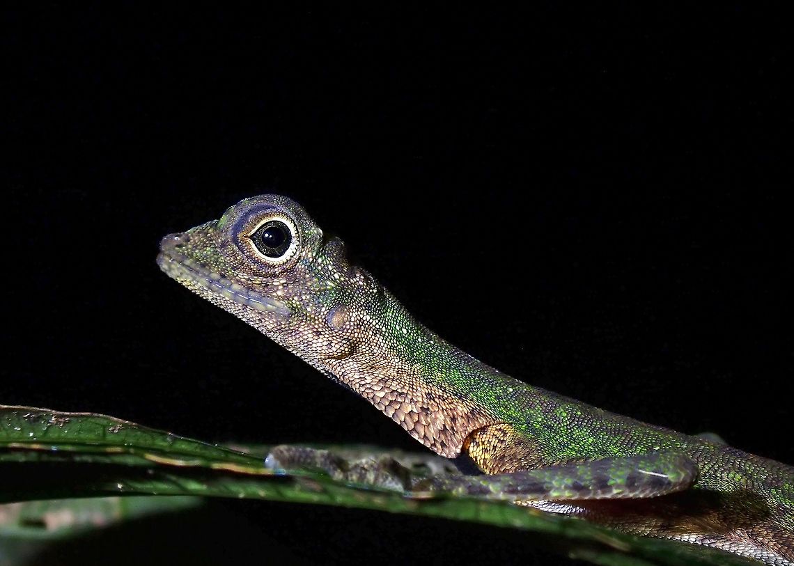 Black-Barbed Flying Dragon  Black-Barbed Flying Dragon,Black-bearded gliding lizard,Draco melanopogon,Flying Dragon,Malaysia,Penang