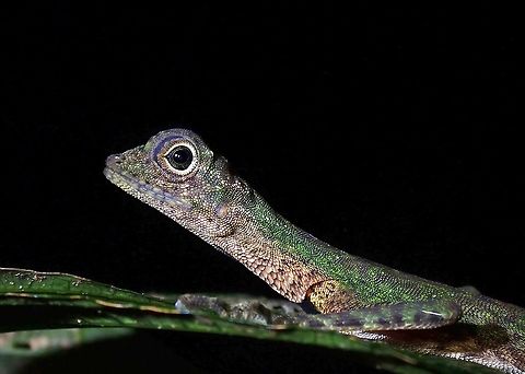 Black-Barbed Flying Dragon  Black-Barbed Flying Dragon,Black-bearded gliding lizard,Draco melanopogon,Flying Dragon,Malaysia,Penang