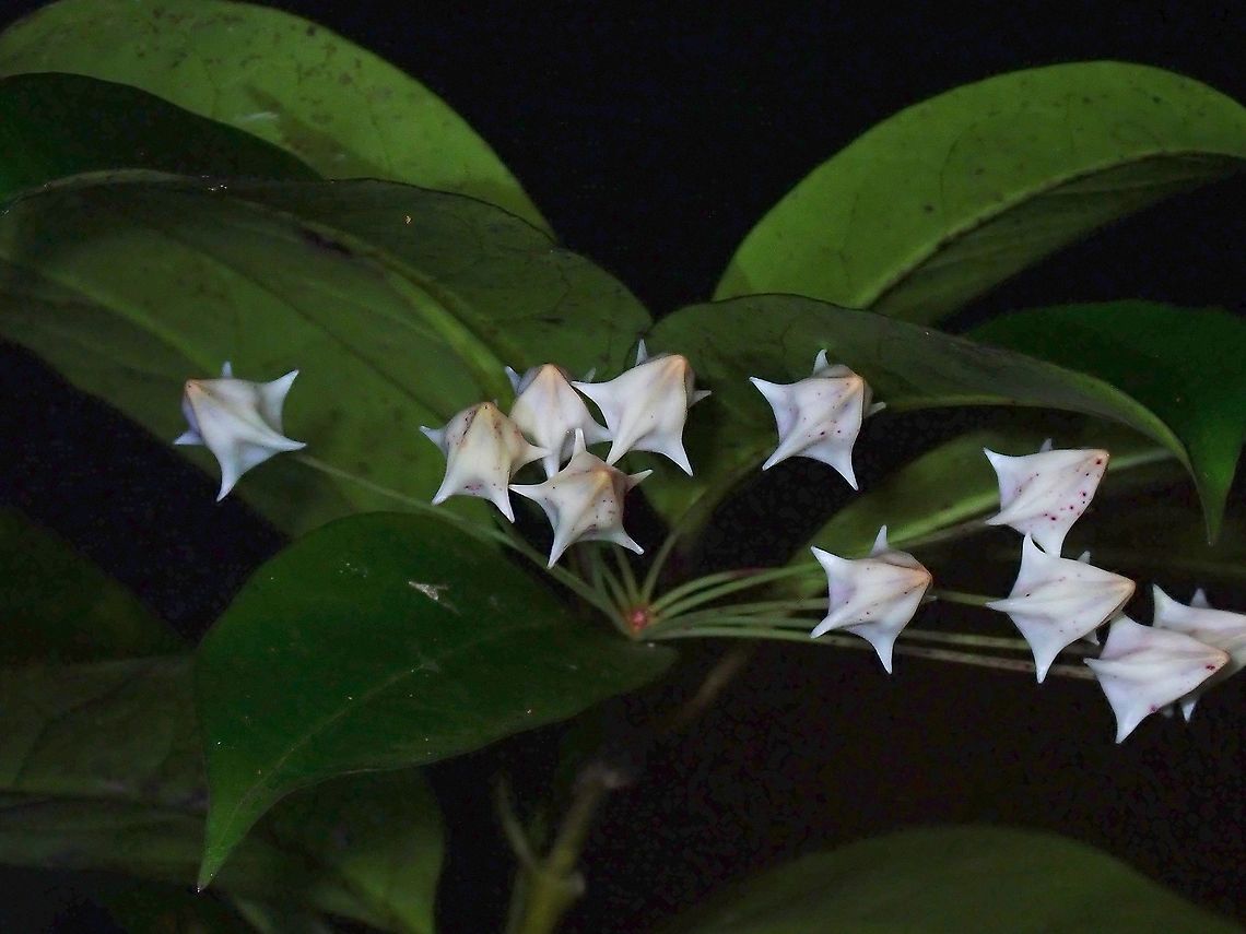 Hoya multiflora Have seen this flower buds for a week now but hasn't fully bloom. Flowers,Hoya multiflora,Malaysia,Penang