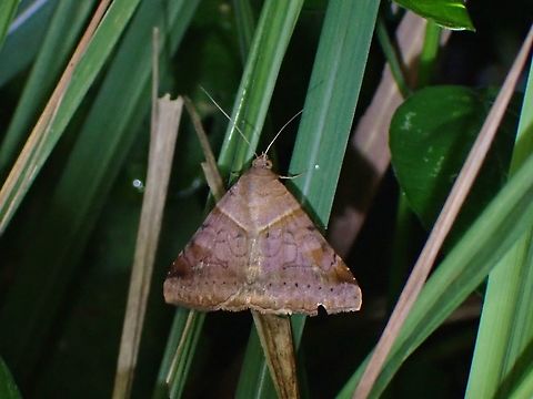 Brown-Striped Semilooper Moth - Mocis undata  Brown-Striped Aemilooper,Malaysia,Mocis undata,Moth,Penang