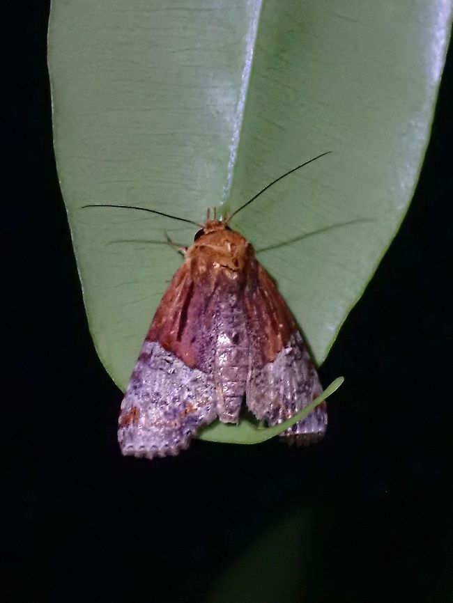 Moth - Stictoptera signifera  Malaysia,Moth,Penang,Stictoptera signifera