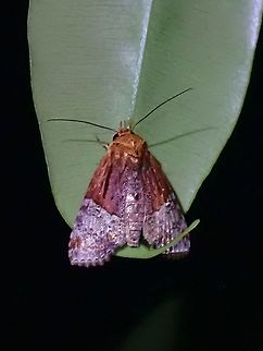 Moth - Stictoptera signifera  Malaysia,Moth,Penang,Stictoptera signifera