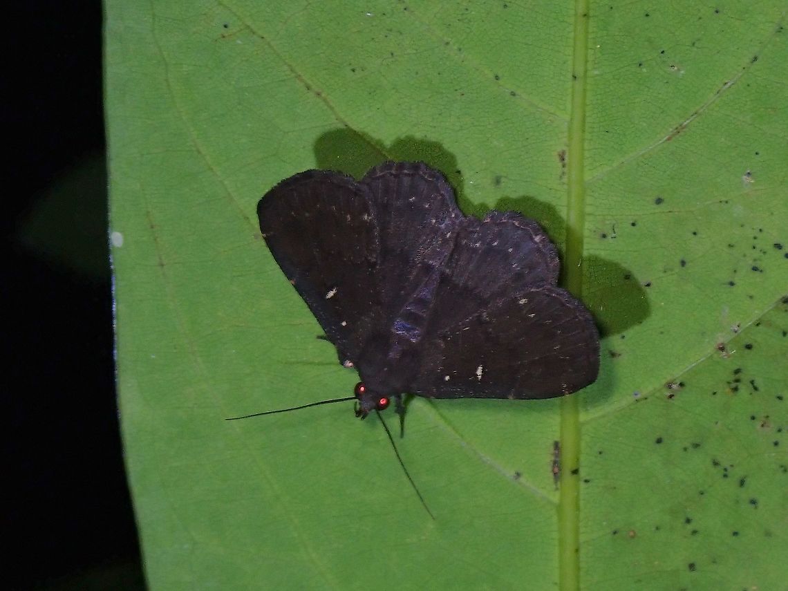 Litter Moth - Bocana manifestalis  Bocana manifestalis,Litter Moth,Malaysia,Moth,Penang