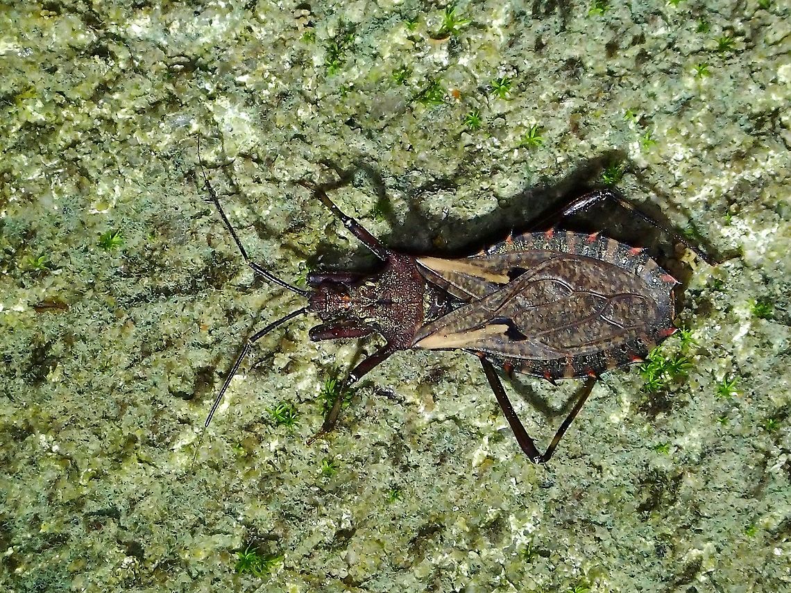 Assassin Bug - Petalocheirus spinosissimus  Assassin Bug,Malaysia,Penang,Petalocheirus spinosissimus