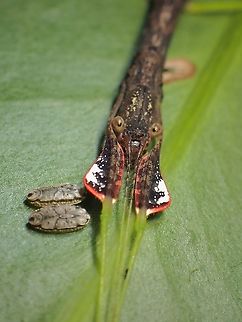 Rare Beauty! Female Phasmid of the species Lobonecroscia subflava, with nice lobes on the front legs.
She lays silvered coloured eggs that are glued on leaves as can be seen in the picture, possibly documented for the first time.

https://www.jungledragon.com/image/122697/stick_insectphasmid_-_lobonecroscia_subflava.html Lobonecroscia subflava,Malaysia,Penang,Phasmatodea,Phasmid,Phasmida,Stick Insect