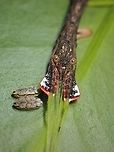 Rare Beauty! Female Phasmid of the species Lobonecroscia subflava, with nice lobes on the front legs.<br />
She lays silvered coloured eggs that are glued on leaves as can be seen in the picture, possibly documented for the first time.<br />
<br />
https://www.jungledragon.com/image/122697/stick_insectphasmid_-_lobonecroscia_subflava.html Lobonecroscia subflava,Malaysia,Penang,Phasmatodea,Phasmid,Phasmida,Stick Insect