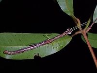 Stick Insect/Phasmid - Lobonecroscia subflava Female Phasmid of the species Lobonecroscia subflava.<br />
<br />
Close-up and eggs :<br />
<br />
https://www.jungledragon.com/image/122696/rare_beauty.html Lobonecroscia subflava,Malaysia,Penang,Phasmatodea,Phasmid,Phasmida,Stick Insect
