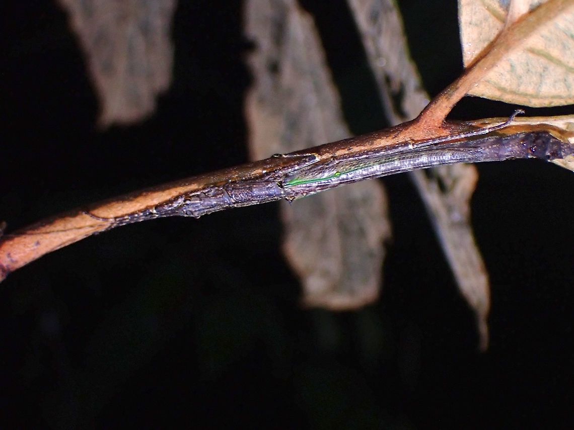 Phasmid/Stick Insect - Presbistus peleus Female Phasmid Malaysia,Penang,Phasmatodea,Phasmid,Phasmida,Presbistus peleus,Stick Insect