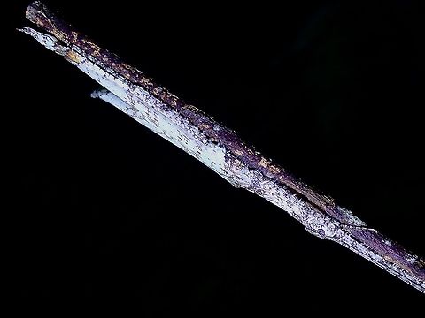Snow White First time to encounter a Phasmid with so much white in colouration, despite that, she was actually hard to find.
This was also another rare find of this Female.  Also saw a male of this species a few weeks earlier, he is white on the wings too, but less white on other parts of the body. Caudasceles villosus,Malaysia,Penang,Phasmatodea,Phasmid,Phasmida,Stick Insect