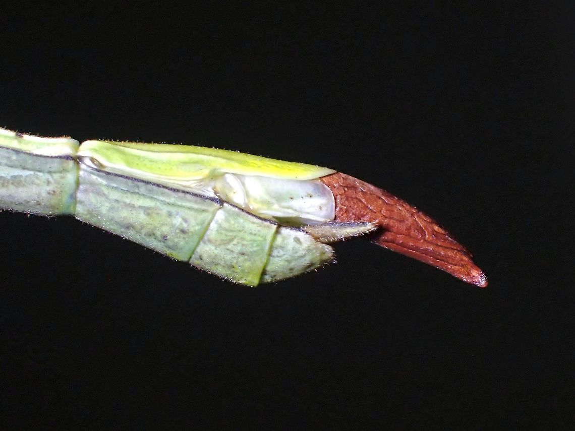 Precious Egg Female Phasmid of the species Gargantuoidea tessellata, holding an egg,<br />
This is a very large size species and she will drills her eggs on substrates. Gargantuoidea tessellata,Malaysia,Penang,Phasmatodea,Phasmid,Phasmida,Stick Insect