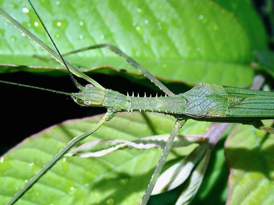 Phasmid/Stick Inscet - Gargantuoidea tessellata  Gargantuoidea tessellata,Malaysia,Penang,Phasmatodea,Phasmid,Phasmida,Stick Insect