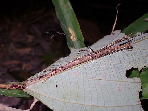 Phasmid/Stick Insect - Asceles larunda Pairing couple of Phasmids Asceles larunda,Malaysia,Penang,Phasmatodea,Phasmid,Phasmida,Stick Insect