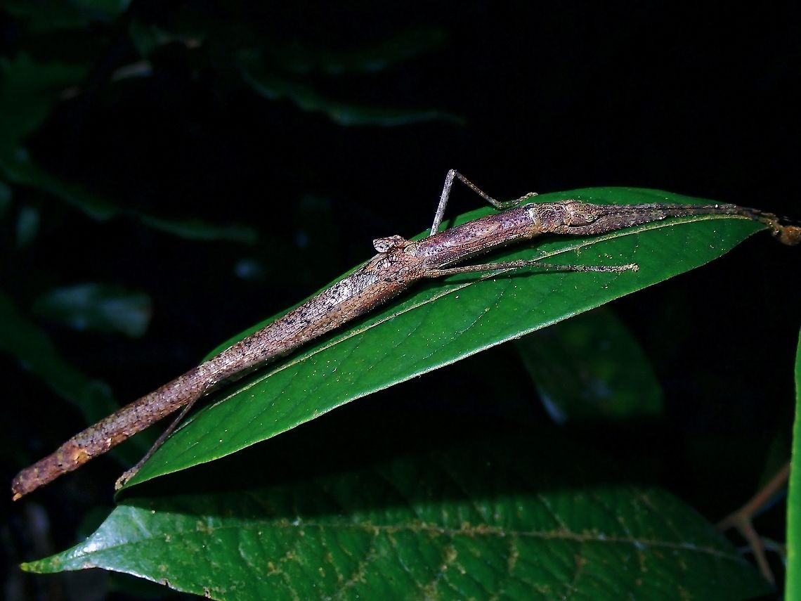 Phasmid/Stick Insect - Planososibia subulussalama  Malaysia,Penang,Phasmatodea,Phasmid,Phasmida,Planososibia subulussalama,Stick Insect