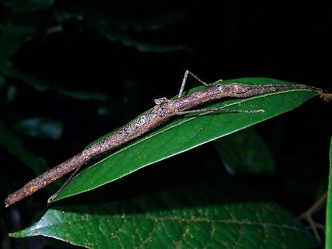 Phasmid/Stick Insect - Planososibia subulussalama  Malaysia,Penang,Phasmatodea,Phasmid,Phasmida,Planososibia subulussalama,Stick Insect