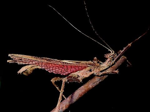 Dragon, not a Jungle Nymph Fondly called Malayan Jungle Nymph (based on the females), males of this species has impressive wings, capable of short flights and spines on the hind legs that he uses to defends himself. Heteropteryx dilatata,Malayan Jungle Nymph,Phasmatodea,Phasmid,Phasmida,Stick Insect