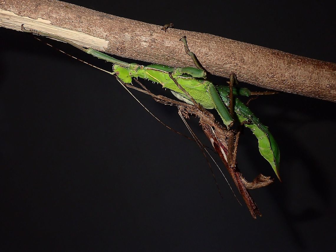 Jungle Nymph Couple This species has quite pronounced sexual dimorphism<br />
<br />
Females are mostly green and on rare occasion yellow. She has very stout body, unlike typical stick insect looks and have false wings, not capable of flight.  Her hind legs are equipped with big spines for defense.<br />
<br />
Males are mostly brown with patches of white/grey, full wings capable of flight and pink wings membrane. Heteropteryx dilatata,Malayan Jungle Nymph,Malaysia,Penang,Phasmatodea,Phasmid,Phasmida,Stick Insect