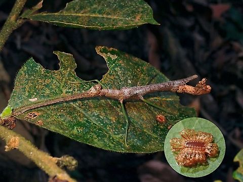 Unique Another rare find of this female Phasmid of the species Ovacephala parisae.
Initially, I didn't realised she has dropped an egg on the leaf until I reviewed my pictures a short distance after finding her, quickly went back to look for it again and the egg was still on the leaf.  Inset is a close-up of the pic to shows her unique egg. Malaysia,Ovacephala parisae,Penang,Phasmatodea,Phasmid,Phasmida,Stick Insect