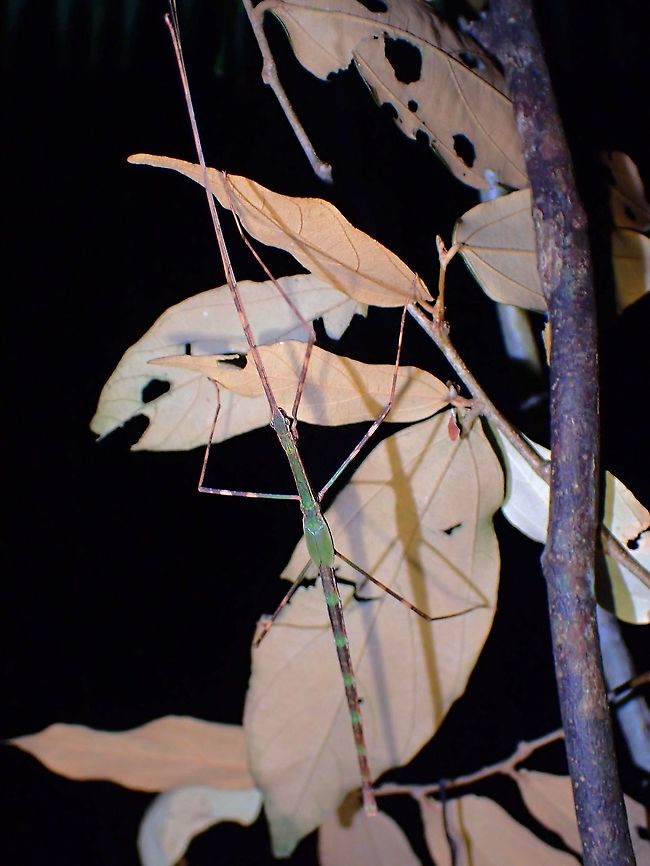 Phasmid/Stick Insect - Paranecroscia marginata Although not adult yet, this sub-adult already has the features to determine the species ID. Malaysia,Paranecroscia marginata,Penang,Phasmatodea,Phasmid,Phasmida,Stick Insect