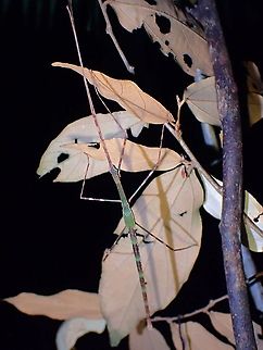 Phasmid/Stick Insect - Paranecroscia marginata Although not adult yet, this sub-adult already has the features to determine the species ID. Malaysia,Paranecroscia marginata,Penang,Phasmatodea,Phasmid,Phasmida,Stick Insect