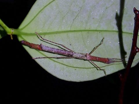 Stick Insect/Phasmid - Planososibia esacus  Malaysia,Penang,Phasmatodea,Phasmid,Phasmida,Planososibia esacus,Stick Insect
