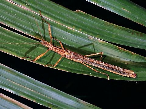 Phasmid/Stick Insect - Asceles brevicollis  Asceles brevicollis,Malaysia,Penang,Phasmatodea,Phasmid,Phasmida,Stick Insect