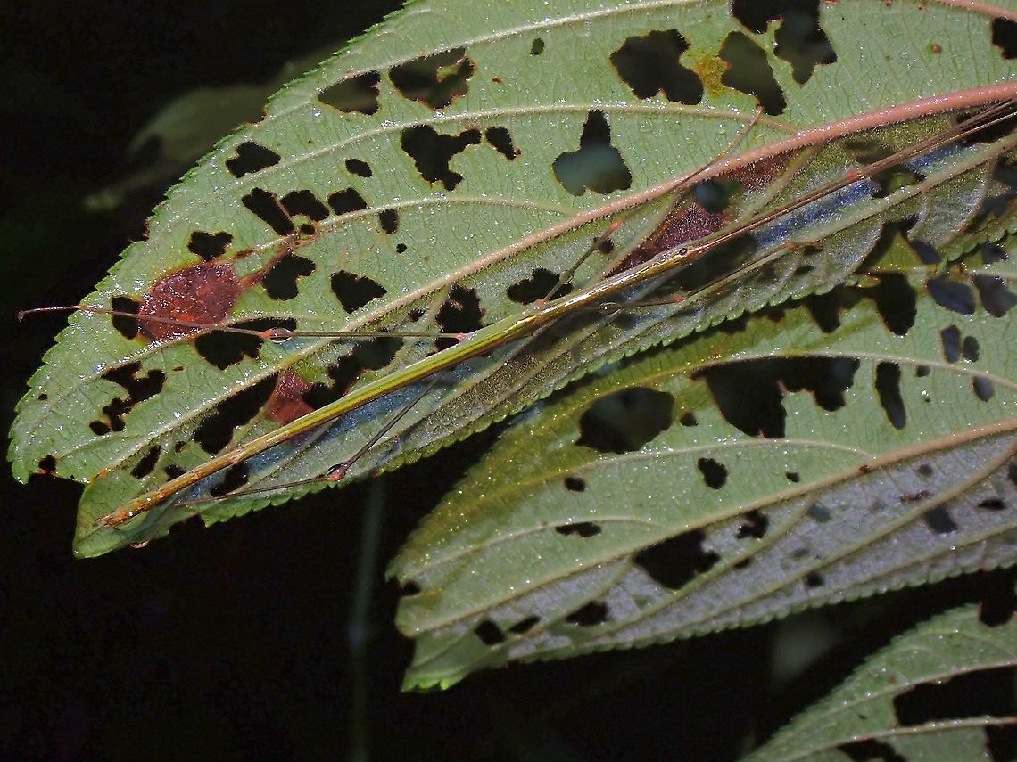 Phasmid/Stick Insect - Singaporoidea meneptolemus Originally described as Necroscia meneptolemus in 1859, changed to Sipyloidea meneptolemus in 1908 and further updated to Singaporoidea meneptolemus in 2017. Malaysia,Penang,Phasmatodea,Phasmid,Phasmida,Singaporoidea meneptolemus,Stick Insect