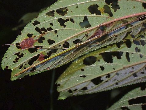 Phasmid/Stick Insect - Singaporoidea meneptolemus Originally described as Necroscia meneptolemus in 1859, changed to Sipyloidea meneptolemus in 1908 and further updated to Singaporoidea meneptolemus in 2017. Malaysia,Penang,Phasmatodea,Phasmid,Phasmida,Singaporoidea meneptolemus,Stick Insect