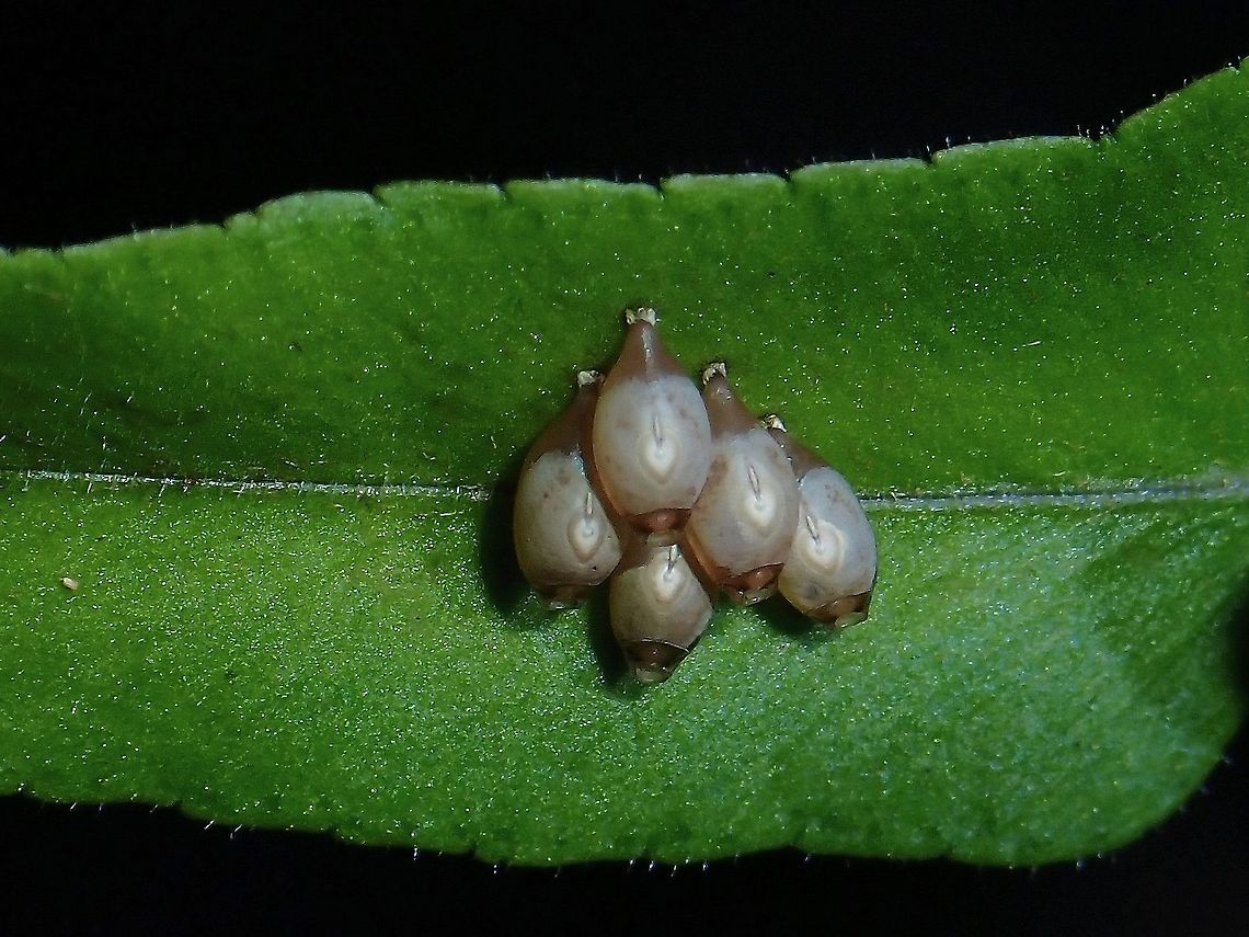 Ear Studs? Eggs of Phasmid from the sub-species Asceles tanarata amplior.<br />
<br />
Phasmids from the genus Asceles drills their eggs into leaves. Asceles tanarata,Asceles tanarata amplior,Malaysia,Penang,Phasmatodea,Phasmid,Phasmida,Stick Insect