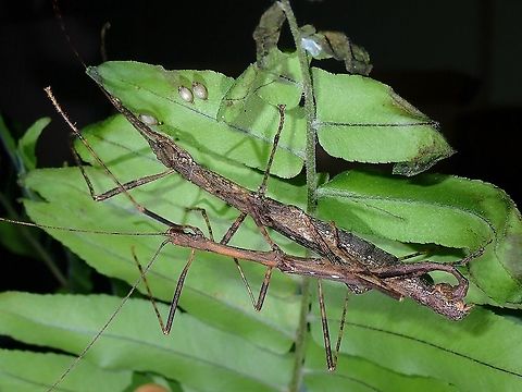 Couple & Eggs A mating pair of Phasmids and a few eggs can be seen drilled on the fern leaf. Asceles tanarata,Asceles tanarata amplior,Malaysia,Penang,Phasmatodea,Phasmid,Phasmida,Stick Insect
