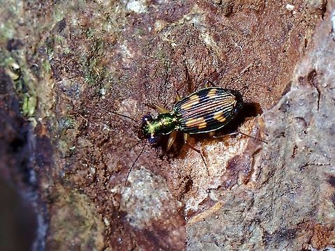 Ground Beetle - Pericalus depressus  Beetle,Ground Beetle,Malaysia,Penang,Pericalus depressus