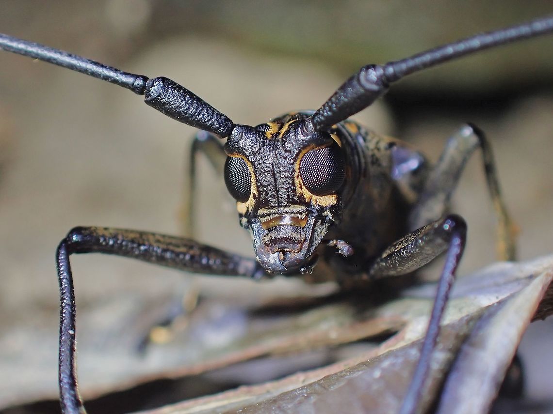 Longhorn Beetle - Epepeotes luscus  Beetle,Epepeotes luscus,Longhorn Beetle,Malaysia,Penang