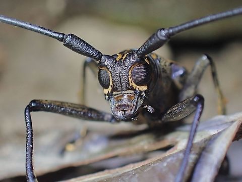 Longhorn Beetle - Epepeotes luscus  Beetle,Epepeotes luscus,Longhorn Beetle,Malaysia,Penang