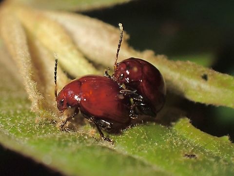 Happy Flea Beetles  Beetle,Chabria angulicollis,Flea Beetle,Malaysia,Penang