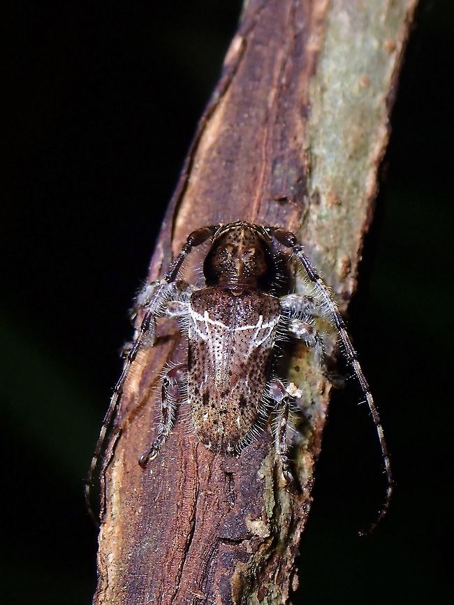 Hairy Longhorn Beetle - Mispila venosa Beetle,Flat-Faced Longhorn Beetle,Longhorn Beetle,Malaysia,Mispila venosa,Penang