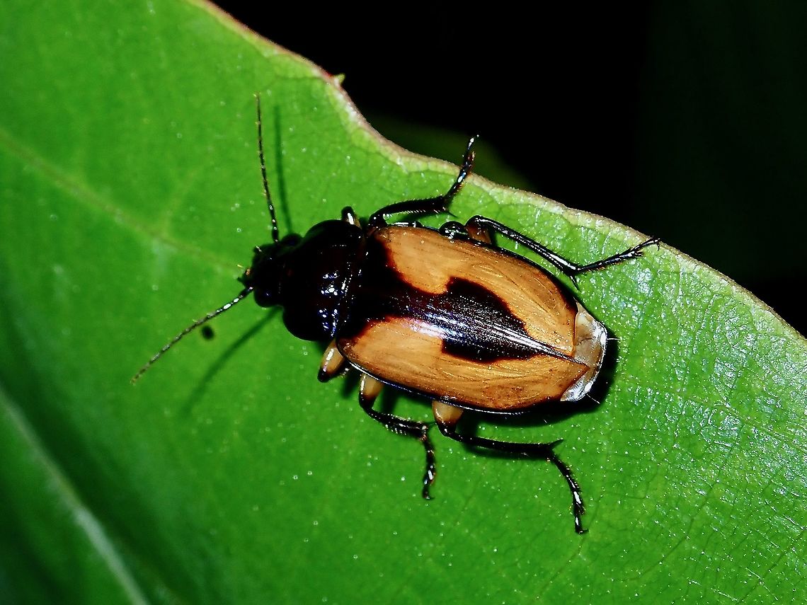 Follow the Arrow!  Beetle,Brunei,Ground Beetle,Hexachaetus lateralis