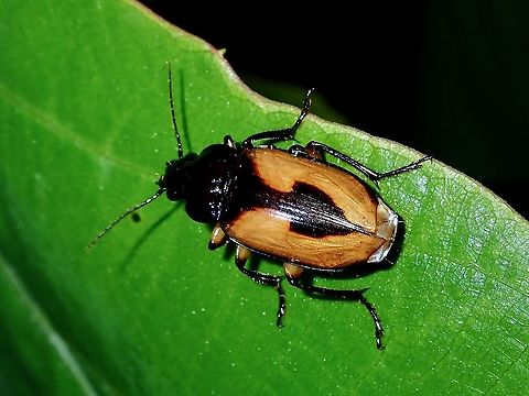 Follow the Arrow!  Beetle,Brunei,Ground Beetle,Hexachaetus lateralis