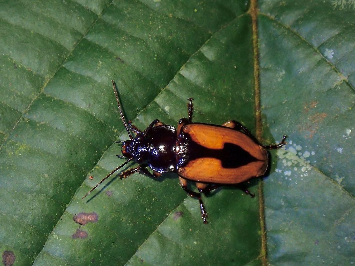 Ground Beetle - Hexachaetus lateralis  Beetle,Ground Beetle,Hexachaetus lateralis,Malaysia,Penang