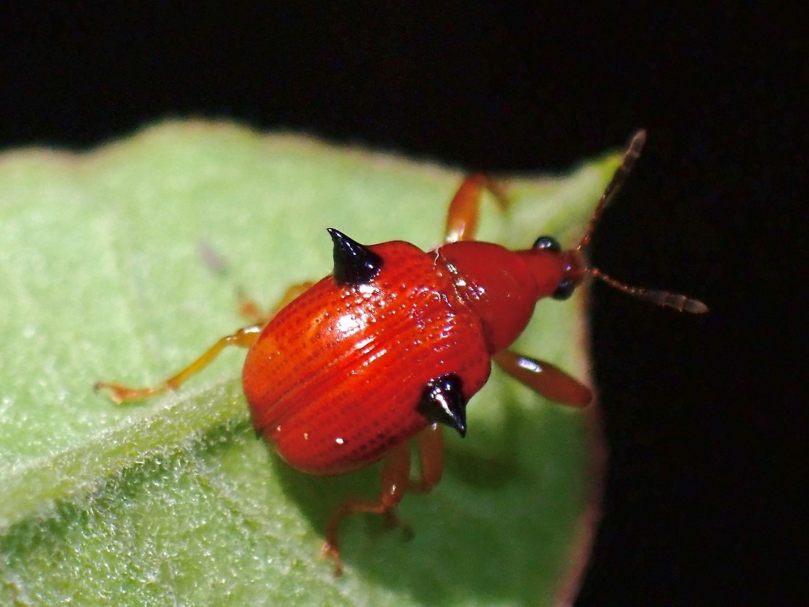 Madonna's Bra?  Beetle,Lamprolabus bispinosus,Leaf-Rolling Weevil,Malaysia,Penang,Weevil