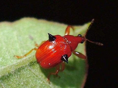 Madonna's Bra?  Beetle,Lamprolabus bispinosus,Leaf-Rolling Weevil,Malaysia,Penang,Weevil