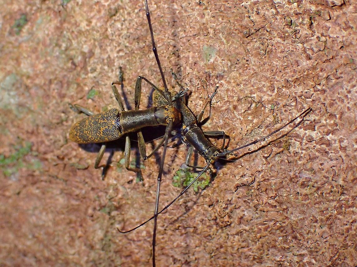Flat-Faced Couple  Beetle,Flat-Faced Longhorn Beetle,Gnoma longicollis,Longhorn Beetle,Malaysia,Penang