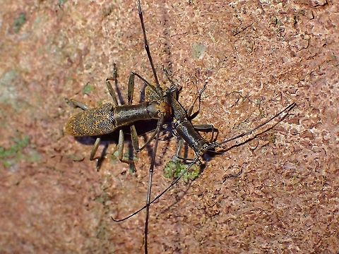 Flat-Faced Couple  Beetle,Flat-Faced Longhorn Beetle,Gnoma longicollis,Longhorn Beetle,Malaysia,Penang