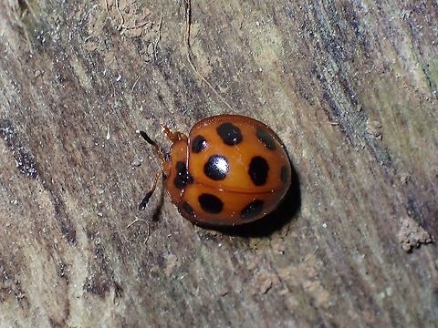 Not a Lady Beetle! Had initially thought this is a Lady Beetle but was corrected that it is Fungus Beetle instead. Beetle,Cyclotoma testudinaria,Fungus Beetle,Handsome Fungus Beetle,Malaysia,Penang