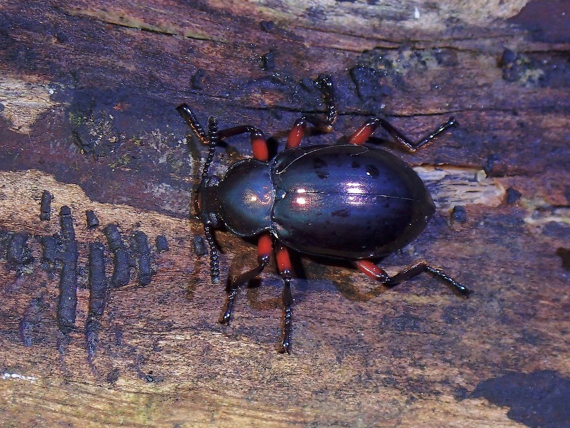 Darkling Beetle - Eucyrtus pretiosus  Beetle,Darkling Beetle,Eucyrtus pretiosus,Malaysia,Penang