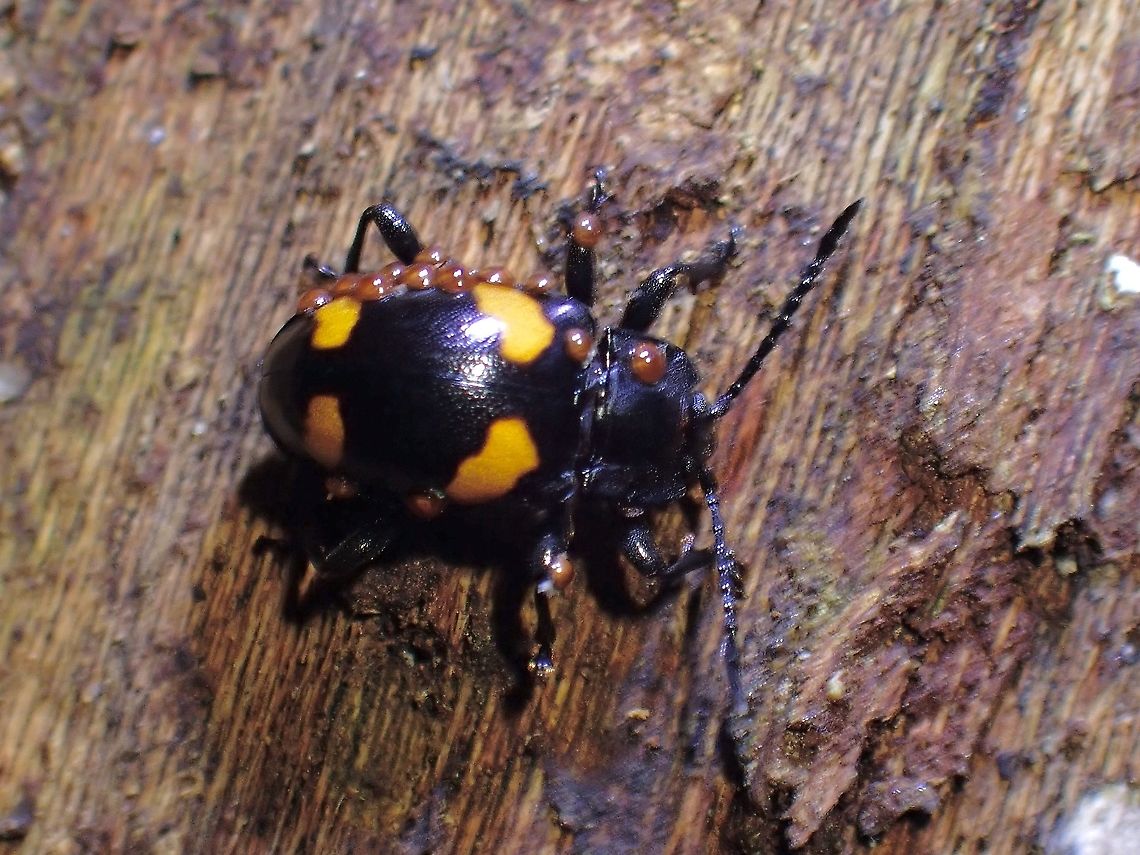 With Hitch Hikers Had thought this is one of the more common Fungus Beetle and didn&#039;t noticed the shape of the yellow spots are different from the common Fungus Beetle, Beetle,Fungus Beetle,Gerstaeckerus klugii,Handsome Fungus Beetle,Malaysia,Penang