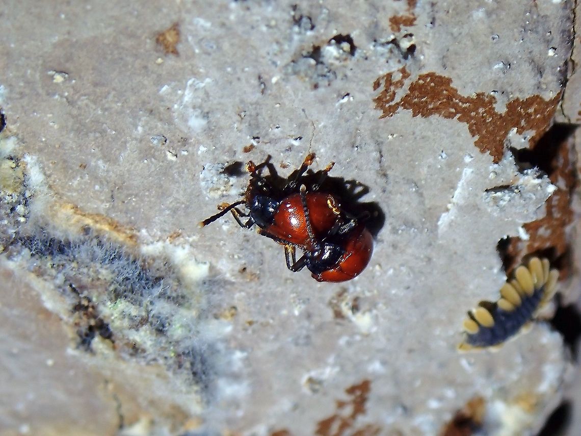 Happy Fungus Beetle Mating pair of Handsome Fungus Beetle - Meilichius nigricollis with larva of the species in the background.<br />
<br />
<figure class="photo"><a href="https://www.jungledragon.com/image/122739/larva_of_fungus_beetle.html" title="Larva of Fungus Beetle"><img src="https://s3.amazonaws.com/media.jungledragon.com/images/2994/122739_thumb.jpeg?AWSAccessKeyId=05GMT0V3GWVNE7GGM1R2&Expires=1759968010&Signature=nIvhwrVHToivXlxEbaHLPZswaKM%3D" width="200" height="152" alt="Larva of Fungus Beetle The adults :<br />
<br />
https://www.jungledragon.com/image/122738/happy_fungus_beetle.html Beetle,Fungus Beetle,Handsome Fungus Beetle,Larva,Malaysia,Meilichius nigricollis,Penang" /></a></figure> Beetle,Fungus Beetle,Handsome Fungus Beetle,Malaysia,Meilichius nigricollis,Penang
