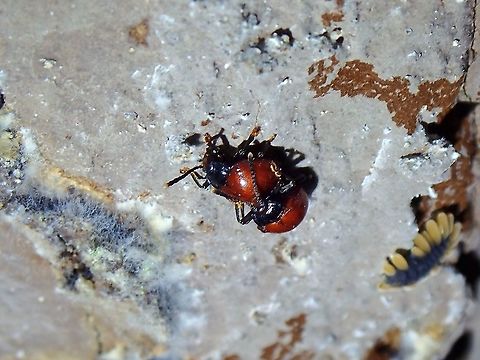 Happy Fungus Beetle Mating pair of Handsome Fungus Beetle - Meilichius nigricollis with larva of the species in the background.

https://www.jungledragon.com/image/122739/larva_of_fungus_beetle.html Beetle,Fungus Beetle,Handsome Fungus Beetle,Malaysia,Meilichius nigricollis,Penang