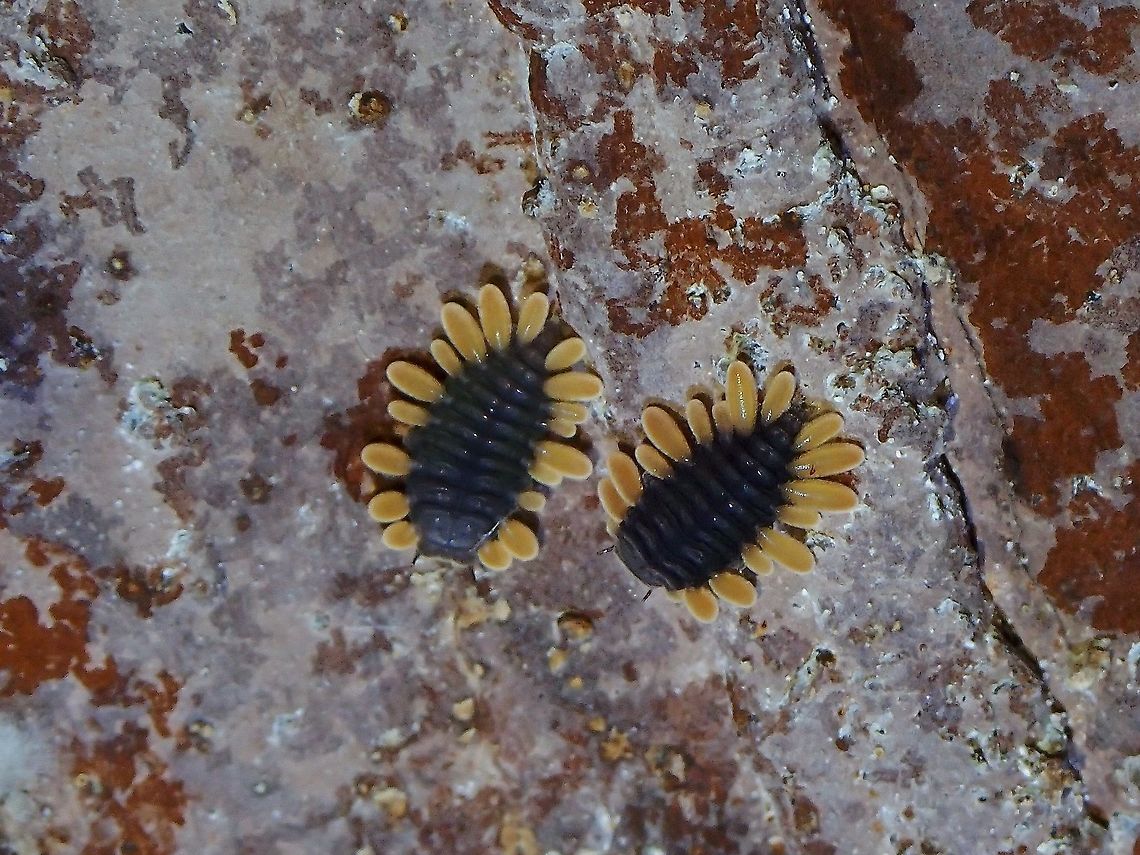 Larva of Fungus Beetle The adults :<br />
<br />
<figure class="photo"><a href="https://www.jungledragon.com/image/122738/happy_fungus_beetle.html" title="Happy Fungus Beetle"><img src="https://s3.amazonaws.com/media.jungledragon.com/images/2994/122738_thumb.jpeg?AWSAccessKeyId=05GMT0V3GWVNE7GGM1R2&Expires=1767225610&Signature=fCappcP%2FbQn8x747oXt0s0yI7nk%3D" width="200" height="150" alt="Happy Fungus Beetle Mating pair of Handsome Fungus Beetle - Meilichius nigricollis with larva of the species in the background.<br />
<br />
https://www.jungledragon.com/image/122739/larva_of_fungus_beetle.html Beetle,Fungus Beetle,Handsome Fungus Beetle,Malaysia,Meilichius nigricollis,Penang" /></a></figure> Beetle,Fungus Beetle,Handsome Fungus Beetle,Larva,Malaysia,Meilichius nigricollis,Penang