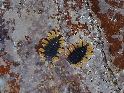 Larva of Fungus Beetle The adults :

https://www.jungledragon.com/image/122738/happy_fungus_beetle.html Beetle,Fungus Beetle,Handsome Fungus Beetle,Larva,Malaysia,Meilichius nigricollis,Penang