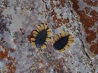 Larva of Fungus Beetle The adults :<br />
<br />
https://www.jungledragon.com/image/122738/happy_fungus_beetle.html Beetle,Fungus Beetle,Handsome Fungus Beetle,Larva,Malaysia,Meilichius nigricollis,Penang